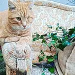 Plante, Chat, Nature, Leaf, Felidae, Carnivore, Small To Medium-sized Cats, Moustaches, Herbe, Faon, Arbre, Creative Arts, Queue, Museau, Pattern, Terrestrial Animal, Sculpture, Electric Blue, Art