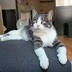 Chat, Felidae, Carnivore, Grey, Small To Medium-sized Cats, Comfort, Moustaches, Museau, Queue, Patte, Domestic Short-haired Cat, Poil, Assis, Hardwood, Griffe