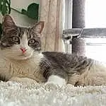 Chat, Fenêtre, Plante, Carnivore, Felidae, Small To Medium-sized Cats, Moustaches, Museau, Domestic Short-haired Cat, Poil, Houseplant, Patte, Queue, Cat Furniture, Griffe, Cat Supply, Comfort, Pet Supply, Curtain, Terrestrial Animal