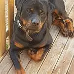 Chien, Race de chien, Carnivore, Working Animal, Liver, Chien de compagnie, Faon, Museau, Bois, Chien de chasse, Rottweiler, Pet Supply, Canidae, Hardwood, Working Dog, Terrestrial Animal, Guard Dog, Hunting Dog, Natural Material