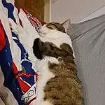 Chat, Felidae, Textile, Comfort, Carnivore, Small To Medium-sized Cats, Moustaches, Museau, Linens, Queue, Domestic Short-haired Cat, Poil, Patte, Flag Of The United States, Carmine, Electric Blue, Terrestrial Animal, Griffe, Human Leg