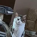 Chat, Fenêtre, Felidae, Door, Small To Medium-sized Cats, Carnivore, Grey, Moustaches, Museau, Queue, Domestic Short-haired Cat, Poil, Assis, Road Surface, Patte, Bois, Terrestrial Animal, Noir & Blanc, Arbre