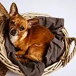 Brown, Chien, Race de chien, Carnivore, Chihuahua, Faon, Chien de compagnie, Toy Dog, Working Animal, Comfort, Moustaches, Terrestrial Animal, Museau, Dog Supply, Canidae, Queue, Dog Bed, Liver, Corgi-chihuahua