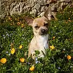 Fleur, Plante, Chien, Carnivore, Race de chien, Herbe, Faon, Chien de compagnie, Working Animal, Moustaches, Petal, Collar, Chihuahua, Flowering Plant, Toy Dog, Spring, Annual Plant, Dog Supply, Canidae, Terrestrial Animal