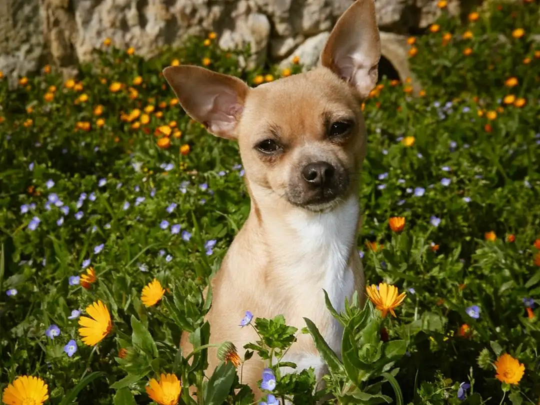 Fleur, Plante, Chien, Carnivore, Race de chien, Herbe, Faon, Chien de compagnie, Working Animal, Moustaches, Petal, Collar, Chihuahua, Flowering Plant, Toy Dog, Spring, Annual Plant, Dog Supply, Canidae, Terrestrial Animal