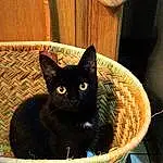 Chat, Felidae, Carnivore, Bombay, Small To Medium-sized Cats, Basket, Storage Basket, Moustaches, Cat Supply, Wicker, Pet Supply, Domestic Short-haired Cat, Chats noirs, Poil, Cat Furniture, Home Accessories, Comfort, Mesh, Laundry Basket, Havana Brown