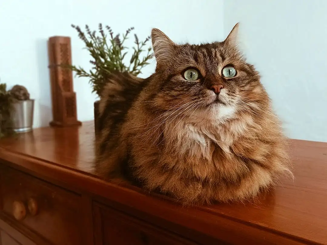 Chat, Bois, Plante, Carnivore, Faon, Houseplant, Moustaches, Felidae, Hardwood, Small To Medium-sized Cats, Flowerpot, Museau, Maine Coon, Wood Stain, Domestic Short-haired Cat, Poil, Box, Varnish, Drawer