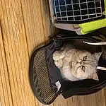 Chat, Felidae, Carnivore, Laptop, Luggage And Bags, Bois, Communication Device, Small To Medium-sized Cats, Bag, Basket, Moustaches, Plank, Chien de compagnie, Hardwood, Comfort, Varnish, Cat Supply, Box, Baggage, Poil
