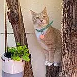 Chat, Plante, Yeux, Fenêtre, Flowerpot, Felidae, Carnivore, Houseplant, Bois, Small To Medium-sized Cats, Trunk, Twig, Faon, Moustaches, Arbre, Herbe, Queue, Door, Electric Blue, Domestic Short-haired Cat