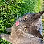 Chat, Plante, Yeux, Felidae, Carnivore, Small To Medium-sized Cats, Moustaches, Herbe, Groundcover, Museau, Terrestrial Animal, Terrestrial Plant, Domestic Short-haired Cat, Poil, Bleu russe, Herb, Queue, Flowering Plant