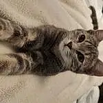 Chat, Felidae, Carnivore, Comfort, Small To Medium-sized Cats, Moustaches, Grey, Oreille, Museau, Close-up, Domestic Short-haired Cat, Wrinkle, Patte, Poil, Griffe, Sieste, Sleep, Terrestrial Animal, Queue