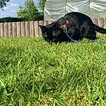 Cloud, Ciel, Plante, Chat, Race de chien, Arbre, Carnivore, Herbe, Felidae, Fence, Small To Medium-sized Cats, Grassland, Tints And Shades, Groundcover, Meadow, Queue, Agriculture, Shrub, Landscape, Pelouse
