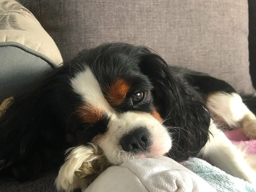 Chien, Comfort, Carnivore, Race de chien, Cavalier King Charles Spaniel, King Charles Spaniel, Chien de compagnie, Toy Dog, Museau, Couch, Ã‰pagneul, Bored, Working Animal, Beaglier, Terrestrial Animal, Moustaches, Poil, Canidae, Working Dog
