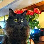 Chat, Plante, Felidae, Carnivore, Fleur, Small To Medium-sized Cats, Fenêtre, Moustaches, Museau, Chats noirs, Queue, Domestic Short-haired Cat, Poil, Room, Box, Rose, Herbe, Houseplant, Flowerpot