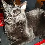 Chat, Felidae, FenÃªtre, Carnivore, Small To Medium-sized Cats, Grey, Moustaches, Pet Supply, Museau, Cat Supply, Chats noirs, Comfort, Domestic Short-haired Cat, Poil, Cat Furniture, Plante, Griffe, Terrestrial Animal, Patte