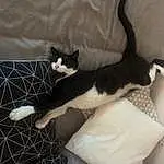 Chat, Comfort, Felidae, Grey, Carnivore, Small To Medium-sized Cats, Moustaches, Queue, Museau, Chats noirs, Patte, Linens, Cat Supply, Domestic Short-haired Cat, Poil, Mesh, Couch, Room, Griffe
