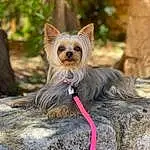 Chien, Race de chien, Carnivore, Liver, Dog Supply, Faon, Collar, Chien de compagnie, Toy Dog, Working Animal, Bois, Moustaches, Museau, Yorkshire Terrier, Peruvian Hairless Dog, Queue, Mexican Hairless Dog, Canidae, Petit Terrier