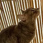 Chat, Felidae, Carnivore, Small To Medium-sized Cats, Bois, Moustaches, Pet Supply, Faon, Terrestrial Animal, Museau, Animal Shelter, Queue, Race de chien, Poil, Domestic Short-haired Cat, Cage, Canidae, Cat Supply, Patte