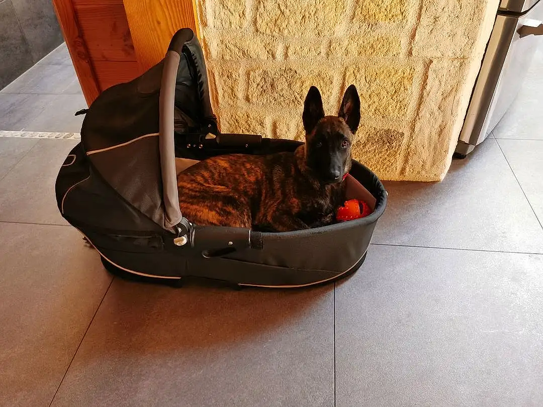 Chien, Race de chien, Carnivore, Dog Supply, Comfort, Pet Supply, Bois, Chien de compagnie, Faon, Working Animal, Bag, Collar, Wicker, Dog Bed, Felidae, Canidae, Dog Collar, Hardwood