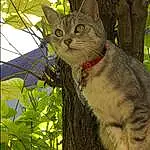 Chat, Arbre, Felidae, Carnivore, Small To Medium-sized Cats, Moustaches, Plante, Twig, Trunk, Herbe, Queue, Domestic Short-haired Cat, Terrestrial Animal, Poil, Lynx
