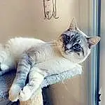Chat, FenÃªtre, Grey, Carnivore, Felidae, Moustaches, Shelf, Small To Medium-sized Cats, Queue, Poil, Domestic Short-haired Cat, Cat Supply, Comfort, Door, Room, Fashion Design, Art, Plaster, Patte