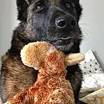 Chien, Carnivore, Race de chien, Working Animal, Chien de compagnie, Museau, Jouets, Poil, Liver, Canidae, Working Dog, Terrestrial Animal, Stuffed Toy, Guard Dog, Teddy Bear