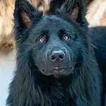 Chien, Race de chien, Carnivore, Chien de compagnie, Working Animal, Museau, Moustaches, Poil, Spitz, Canidae, Herding Dog, Working Dog, Canis, Terrestrial Animal, Non-sporting Group, Ancient Dog Breeds, Queue