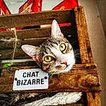 Chat, Felidae, Carnivore, Small To Medium-sized Cats, Moustaches, Rectangle, Bois, Box, Pet Supply, Museau, Patte, Poil, Cardboard, Domestic Short-haired Cat, Packaging And Labeling, Font, Carmine, LÃ©gende de la photo, Shelf, Art