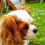 Chien, Race de chien, Carnivore, Liver, Faon, Cavalier King Charles Spaniel, Chien de compagnie, Herbe, Museau, Plante, Ã‰pagneul, Canidae, Terrestrial Animal, Poil, Working Animal, Toy Dog, Biting, Moustaches, King Charles Spaniel