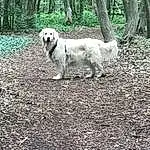 Chien, Plante, Carnivore, Arbre, Biome, Chien de compagnie, Polish Tatra Sheepdog, Natural Landscape, ForÃªt, Woodland, Terrestrial Animal, Herbe, Working Animal, Temperate Broadleaf And Mixed Forest, Soil, Jungle, Race de chien, Northern Hardwood Forest, Working Dog