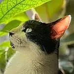 Chat, Leaf, Plante, Carnivore, Felidae, Small To Medium-sized Cats, Moustaches, Arbre, Herbe, Museau, Queue, Close-up, Poil, Domestic Short-haired Cat, Terrestrial Animal, Collar, Herb, Fang