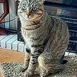 Chat, Felidae, Small To Medium-sized Cats, Carnivore, Moustaches, Museau, Fenêtre, Poil, Art, Terrestrial Animal, Domestic Short-haired Cat, Queue, Assis, Patte, Griffe