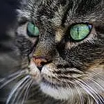 Hair, Head, Chat, Yeux, Felidae, Carnivore, Small To Medium-sized Cats, Moustaches, Iris, Herbe, Museau, Terrestrial Animal, Close-up, Poil, Domestic Short-haired Cat, Macro Photography