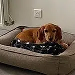 Chien, Dog Supply, Race de chien, Carnivore, Pet Supply, Comfort, Liver, Chien de compagnie, Faon, Working Animal, Rectangle, Bois, Dog Bed, Canidae, Wicker, Hardwood, Linens, Studio Couch