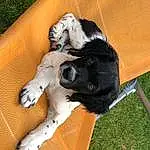 Chien, Carnivore, Comfort, Faon, Race de chien, Chien de compagnie, Herbe, Poil, Plante, Landseer, Working Animal, Queue, Outdoor Furniture, Dog Collar, Patte, Working Dog, Herding Dog, Couch, Canidae