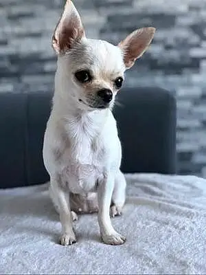 Chihuahua Chien Happy