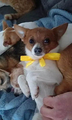 Chihuahua Chien Oreo