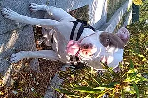 American Staffordshire Terrier Chien Tina