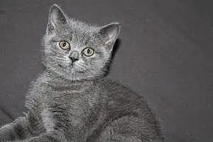 Chartreux Chat Snoopy