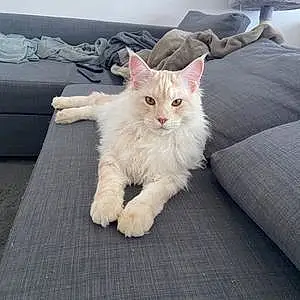 Maine Coon Chat Snoopy