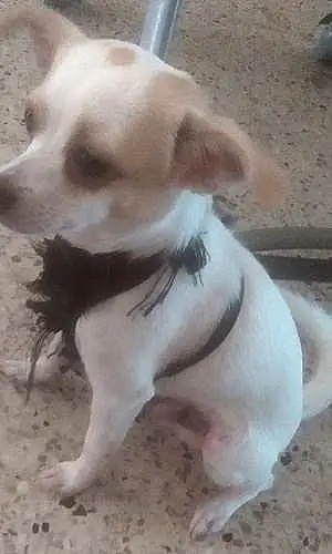 Chihuahua Chien Roky