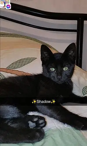 Chat Shadow