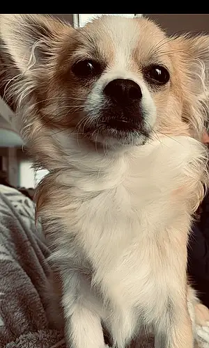 Nom Chihuahua Chien Baloo