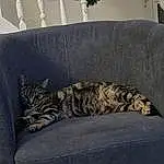 Chat, Felidae, Comfort, Small To Medium-sized Cats, Carnivore, Moustaches, Grey, Plante, Arbre, Couch, Museau, Queue, Terrestrial Animal, Poil, Domestic Short-haired Cat, Houseplant, Room, Patte, Sieste, Bois