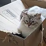 Chat, Carnivore, Felidae, Moustaches, Small To Medium-sized Cats, Box, Shipping Box, Plante, Poil, Packaging And Labeling, Packing Materials, Domestic Short-haired Cat, Paper Product, Cardboard, Paper, Publication, Carton, Paper Bag, Queue