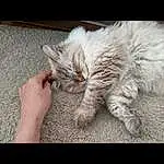 Chat, Jambe, Comfort, Felidae, Carnivore, Gesture, Grey, Small To Medium-sized Cats, Moustaches, Queue, Poil, Foot, Domestic Short-haired Cat, Patte, Human Leg, Griffe, Nail, Assis, LÃ©gende de la photo, Sieste