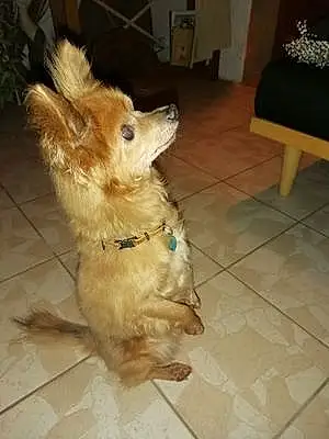 Chihuahua Chien Bobo