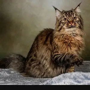 Nom Maine Coon Chat Brooklyn