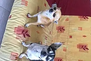 Nom Chihuahua Chien Gitane