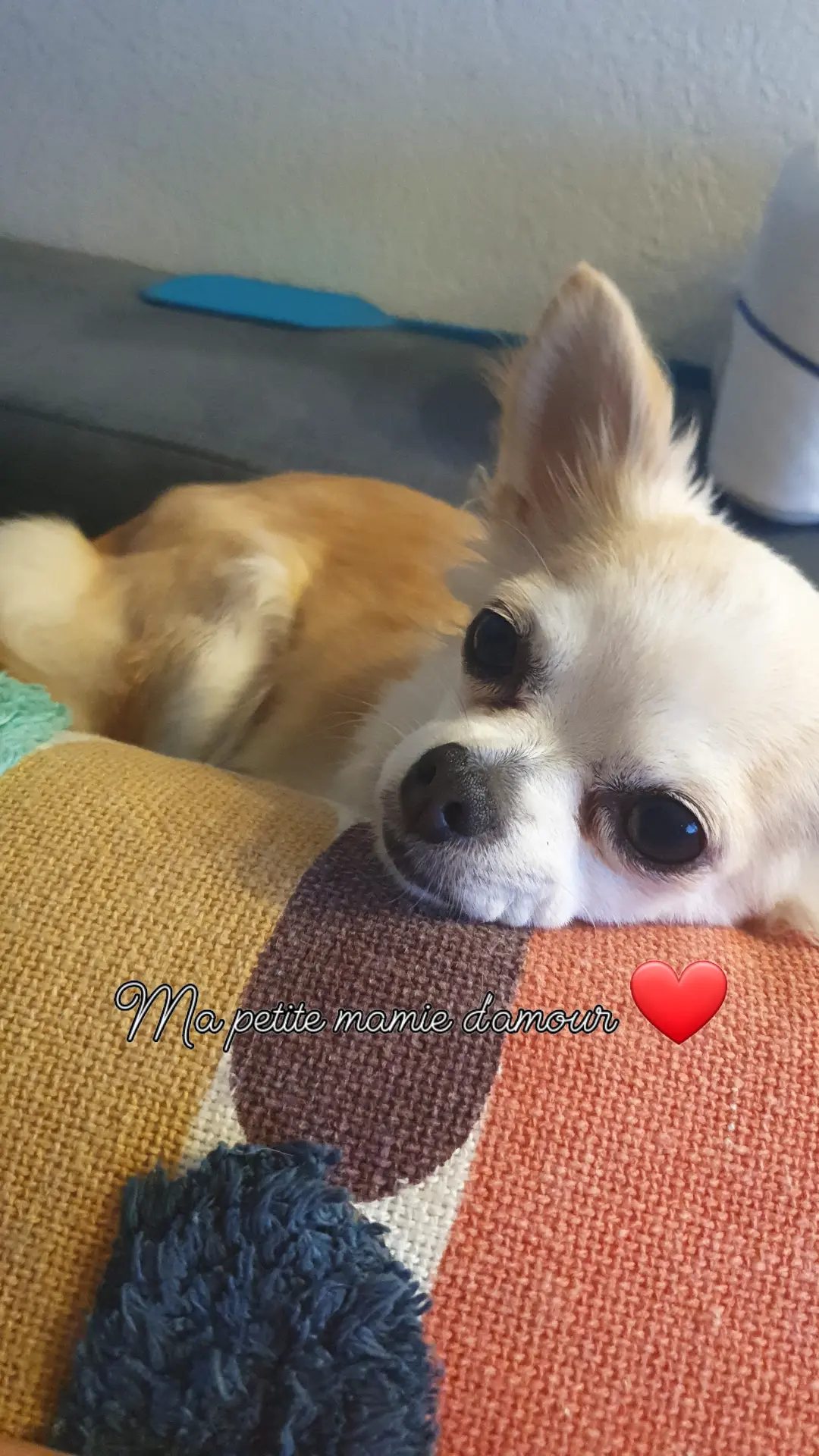Nom Chihuahua Chien Choukette